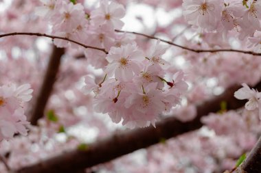 Prunus ve subhirtella (kış çiçekli kiraz, ilkbahar kirazı, gül goncası kirazı), Prunus itosakura (edohigan) ile Prunus incisa (Mamezakura) arasında bir melez çiçek.)
