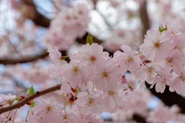 Prunus ve subhirtella (kış çiçekli kiraz, ilkbahar kirazı, gül goncası kirazı), Prunus itosakura (edohigan) ile Prunus incisa (Mamezakura) arasında bir melez çiçek.)