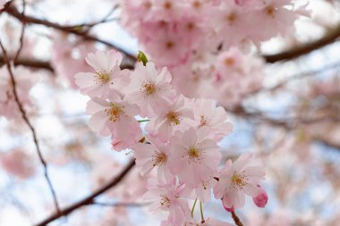 Prunus ve subhirtella (kış çiçekli kiraz, ilkbahar kirazı, gül goncası kirazı), Prunus itosakura (edohigan) ile Prunus incisa (Mamezakura) arasında bir melez çiçek.)