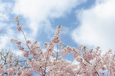 Prunus ve subhirtella (kış çiçekli kiraz, ilkbahar kirazı, gül goncası kirazı), Prunus itosakura (edohigan) ile Prunus incisa (Mamezakura) arasında bir melez çiçek.)