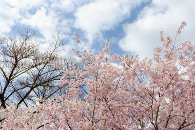 Prunus ve subhirtella (kış çiçekli kiraz, ilkbahar kirazı, gül goncası kirazı), Prunus itosakura (edohigan) ile Prunus incisa (Mamezakura) arasında bir melez çiçek.)