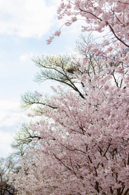 Prunus ve subhirtella (kış çiçekli kiraz, ilkbahar kirazı, gül goncası kirazı), Prunus itosakura (edohigan) ile Prunus incisa (Mamezakura) arasında bir melez çiçek.)