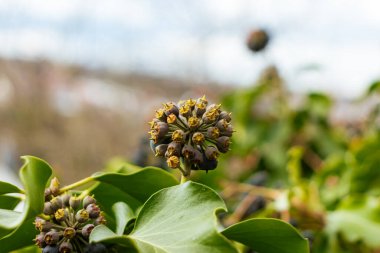 Bulanık bokeh arkaplanda Hedera sarmaşığı (yaygın sarmaşık) çilek çiçekleri
