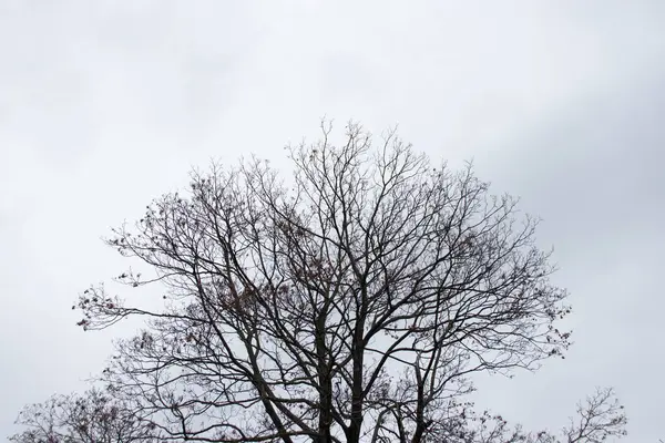 Sisli gökyüzünde kış mevsiminde yapraksız ağaç dalları