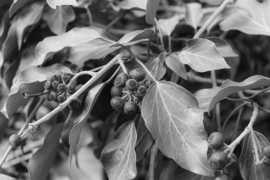 Hedera sarmaşığı (yaygın sarmaşık) siyah ve beyaz çilek çiçekleri