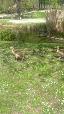 Mısırlı kaz ve genç kazlar Almanya 'nın Stuttgart kentindeki Rosengarten Parkı' nda göl kenarında yürürler, günışığının ve bahar manzarasının tadını çıkarırlar.