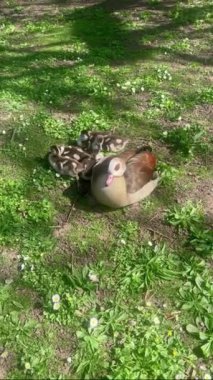 Almanya 'nın Stuttgart kentindeki Rosengarten Park' ta göl kenarındaki kazlar ve genç kazlar güneşin ve bahar manzarasının tadını çıkarıyorlar.