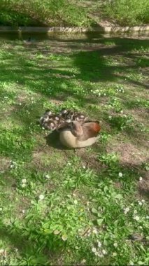 Almanya 'nın Stuttgart kentindeki Rosengarten Park' ta göl kenarındaki kazlar ve genç kazlar güneşin ve bahar manzarasının tadını çıkarıyorlar.