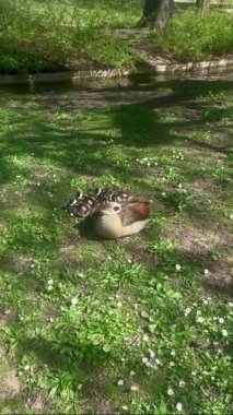 Almanya 'nın Stuttgart kentindeki Rosengarten Park' ta göl kenarındaki kazlar ve genç kazlar güneşin ve bahar manzarasının tadını çıkarıyorlar.