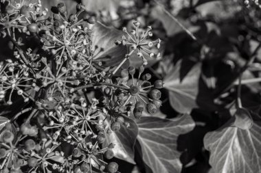 Hedera rhombea (Japon sarmaşığı, sarmaşık) sarmaşık tomurcukları