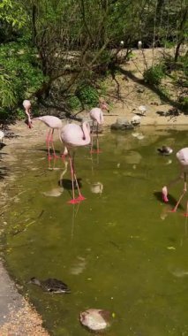 Flamingolar Ludwigsburg Sarayı 'ndaki Sardunya Bahçesi' nde doğa gölünde yaşıyorlar.