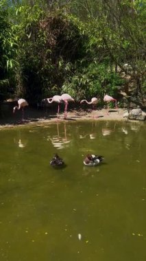 Flamingolar ve ördekler Ludwigsburg Residential Palace 'daki Sardinian Garden' da doğa gölünde yaşıyorlar.