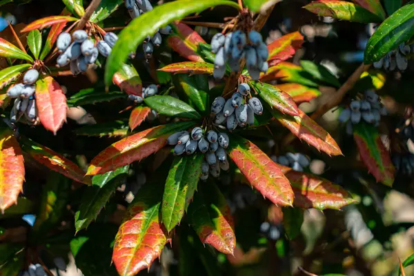 Oregon Üzüm Olgunlaşan Tozlu mavi-siyah meyveler