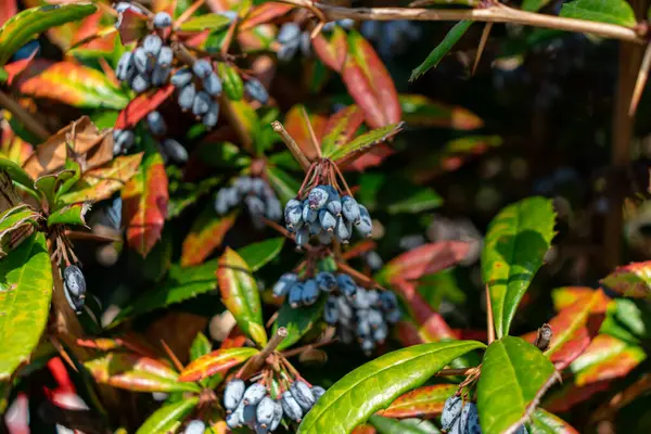 Oregon Üzüm Olgunlaşan Tozlu mavi-siyah meyveler
