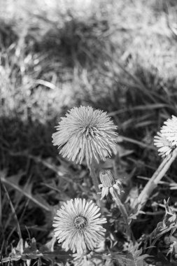 Siyah ve beyaz karahindiba (Taraxacum officinale) çiçeklerin başları çimlerin üzerinde