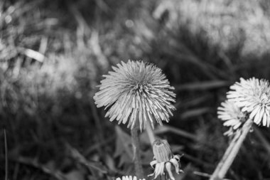 Siyah ve beyaz karahindiba (Taraxacum officinale) çiçeklerin başları çimlerin üzerinde