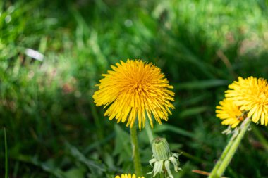 Sarı karahindiba (Taraxacum officinale) çiçekleri yeşil arka planda başlık