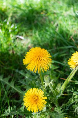Sarı karahindiba (Taraxacum officinale) çiçekleri yeşil arka planda başlık