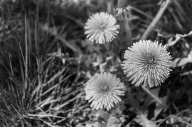 Siyah ve beyaz karahindiba (Taraxacum officinale) çiçeklerin başları çimlerin üzerinde