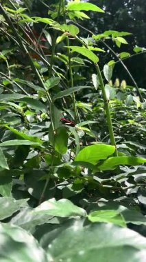 Heliconius Melpomene (yaygın postacı) kelebek kanatlarını çırpıyor ve yeşil yapraklarla çevrili ağaç dalında yavaş çekimde uçuyor.