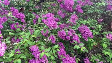 Panorama videosunda görülen şırınga vulgarisi (yaygın eflatun) mor çiçekler