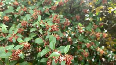 Osmanthus parfümleri (tatlı osmanthus, tatlı zeytin, çay zeytini, kokulu zeytin) Pembe portakal çiçekleri yakınlaşır ve uzaklaşır