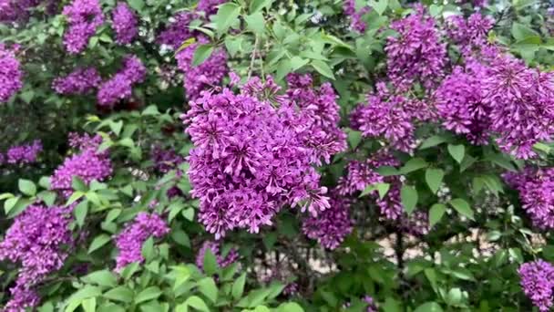 Syringa vulgaris (lilas commun) fleurs violettes vues de près et zoom arrière dans la vidéo horizontale