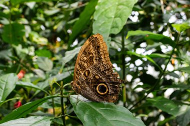 Caligo atreus (sarı kenarlı dev baykuş) kelebek doğal çiçek bitkilerinin üzerinde dinleniyor.