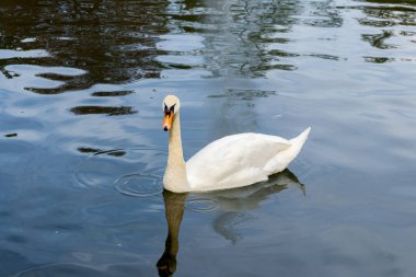 Dilsiz kuğu (Cygnus olor), su gölünde yüzen bir kuğu türüdür.