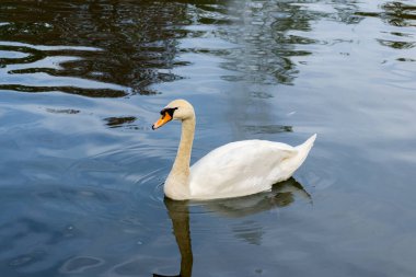 Dilsiz kuğu (Cygnus olor), su gölünde yüzen bir kuğu türüdür.