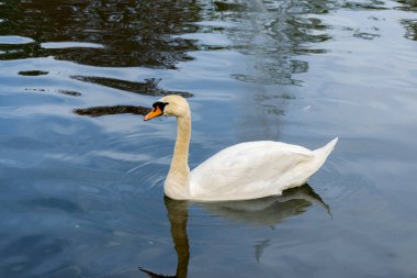 Dilsiz kuğu (Cygnus olor), su gölünde yüzen bir kuğu türüdür.