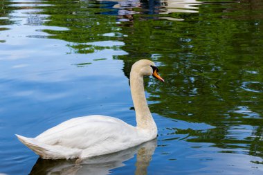 Dilsiz kuğu (Cygnus olor), su gölünde yüzen bir kuğu türüdür.