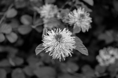 Fothergilla major (büyük cadı alder veya dağ cadı alder) çiçeklerin çiçek siyah ve beyaz bahçesinde