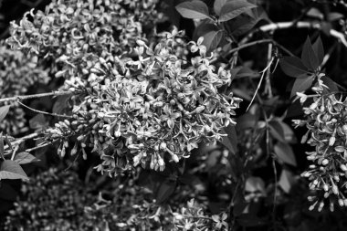 Şırınga kabuğu (yaygın leylak) çiçekleri siyah ve beyaz olarak yakından görülüyor