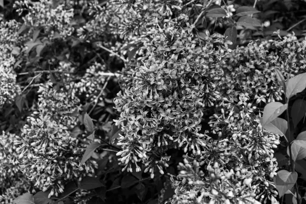 Şırınga kabuğu (yaygın leylak) çiçekleri siyah ve beyaz olarak yakından görülüyor