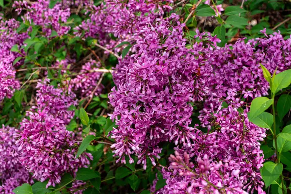 Yakın planda görülen şırınga vulgarisi (yaygın eflatun) mor çiçekler