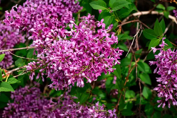 Yakın planda görülen şırınga vulgarisi (yaygın eflatun) mor çiçekler