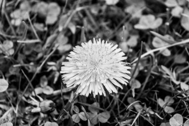 Siyah ve beyaz karahindiba (Taraxacum officinale) çiçek başlığı