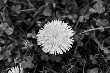 Siyah ve beyaz karahindiba (Taraxacum officinale) çiçek başlığı
