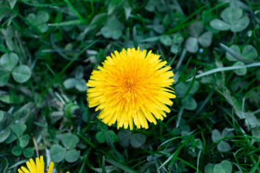 Sarı karahindiba (Taraxacum officinale) çiçekleri yeşil arka planda başlık