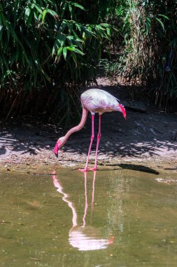 Flamingolar Ludwigsburg Sarayı 'ndaki Sardunya Bahçesi' nde doğa gölünde yaşıyorlar.