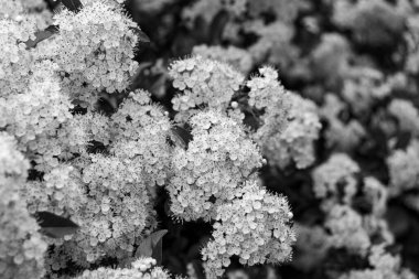 Pyracantha (ateş dikenli) çiçek kümesi siyah ve beyaz olarak çiçek açıyor