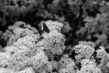 Pyracantha (ateş dikenli) çiçek kümesi siyah ve beyaz olarak çiçek açıyor