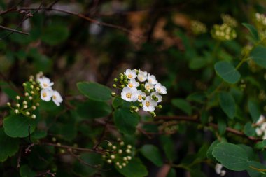 Spiraea betulifolia beyaz çiçek başları yakın çekim