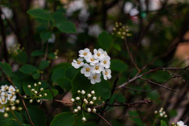 Spiraea betulifolia beyaz çiçek başları yakın çekim