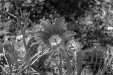 Tulipa, zambak familyasındaki mor kafayı siyah-beyaz olarak küçük düşürür.