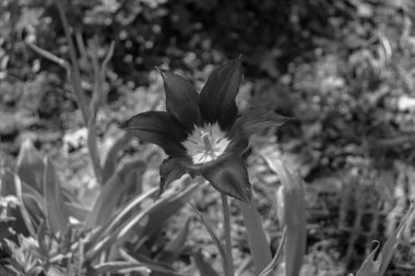 Tulipa, zambak familyasındaki mor kafayı siyah-beyaz olarak küçük düşürür.