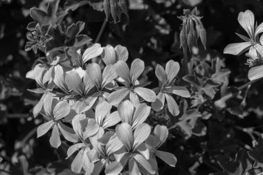 Pelargonium Graveolens (gül sardunyası) çiçekleri siyah ve beyaz