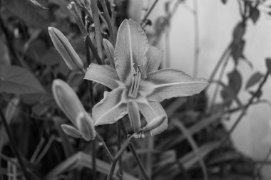 Turuncu zambak olarak bilinen Lilium bulbiferum ve zambak çiçeği başını siyah beyaz yakın çekim