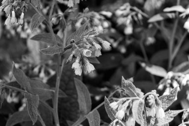 Sert papağan ve dikenli papatya çiçekleri olarak bilinen simfizum asperum siyah ve beyaz renkli yemyeşil arkaplan ile yakın plan